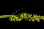 Soft fox sedge